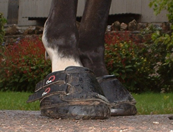 horse hoof for hoof-help