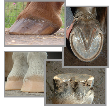 Hoof Help